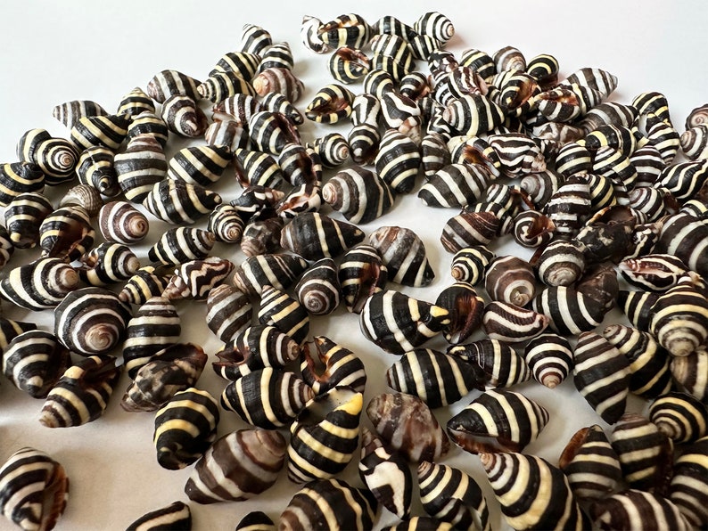Beehive Shell Small Beehive Shells: Black & White Tiny Seashells - 20-100 Pcs - Etsy ...