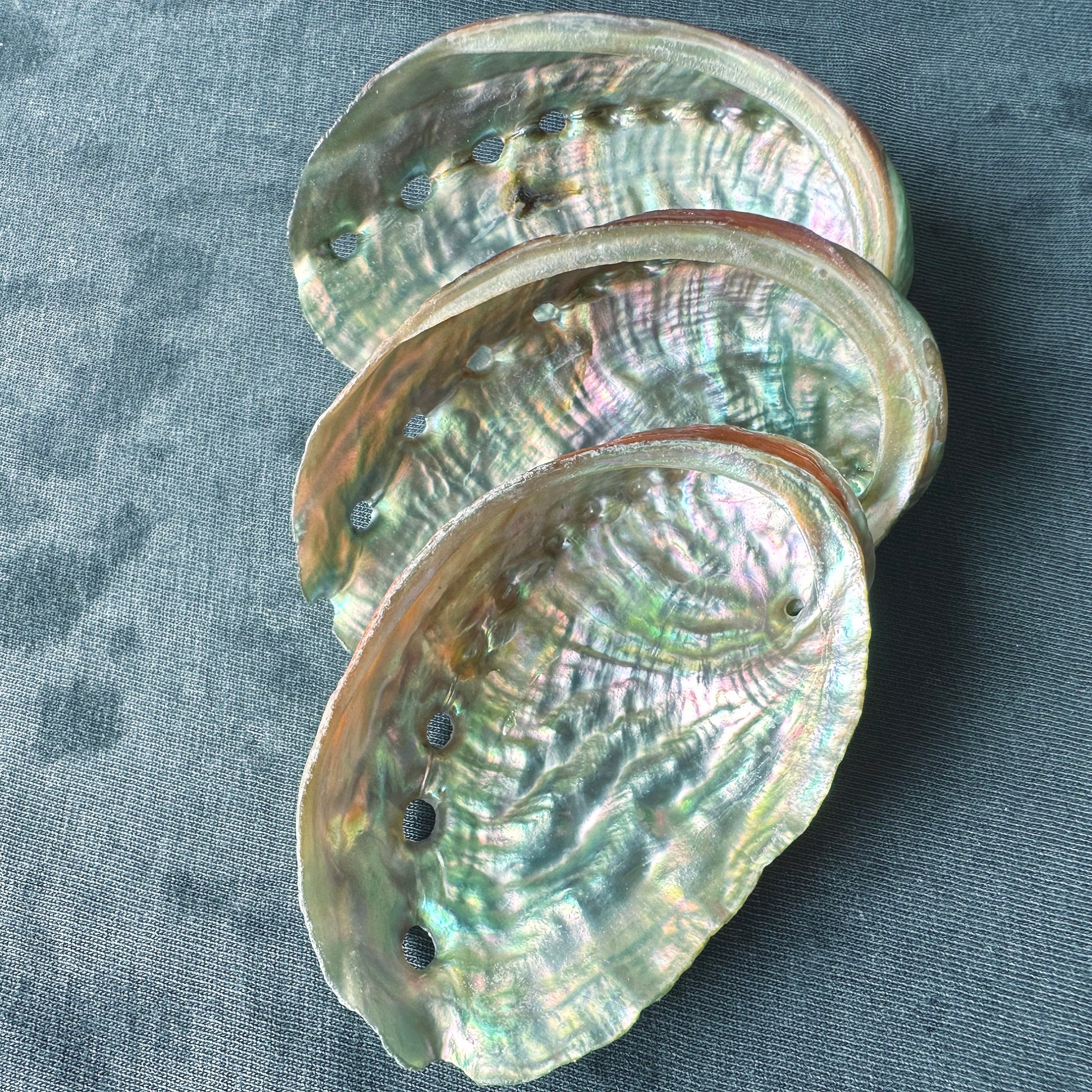 バルクアワビ貝殻（2～3インチ）：虹色に輝く海岸装飾、貝殻工芸品