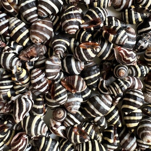 Könnte beinhalten: Eine Sammlung von schwarz-weiß gestreiften Muscheln. Die Muscheln sind in einem zufälligen Muster angeordnet und haben alle unterschiedliche Größen.