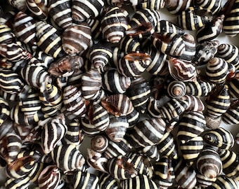 May include: A collection of black and white striped seashells. The shells are arranged in a random pattern and are all different sizes.