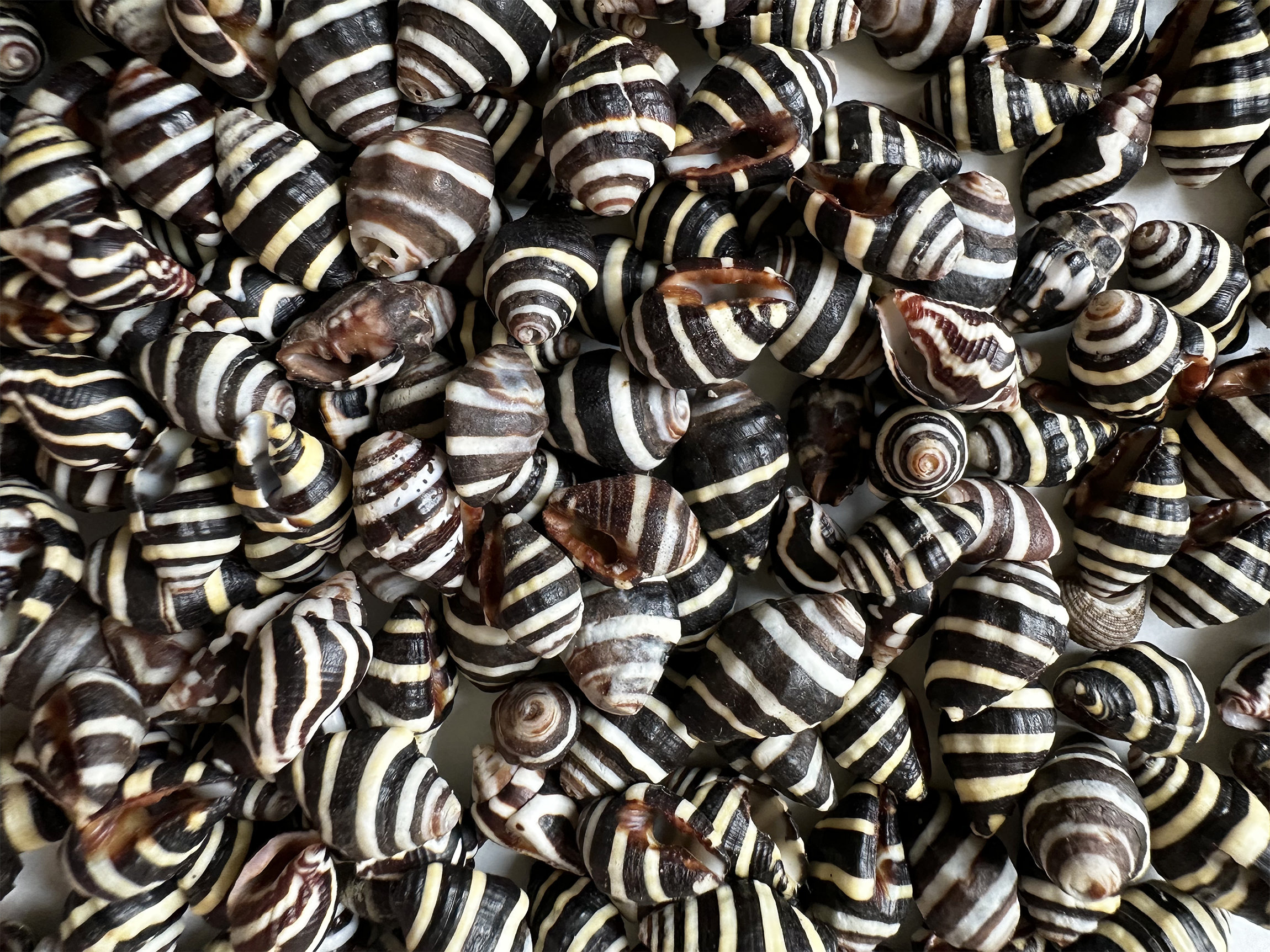 Small Beehive Shells: Black & White Tiny Seashells - 20-100 Pcs - Etsy