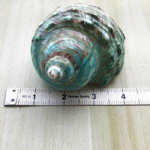 Large Polished Jade Turbo Shell for Hermit Crabs (1 4/5 - 2 1/4 inch) image 6