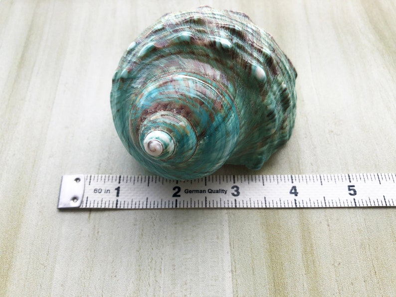 Large Polished Jade Turbo Shell for Hermit Crabs (1 4/5 - 2 1/4 inch) image 6