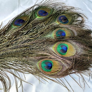 Wholesale 3-36 Peacock Feathers.8-12inch Length.Bulk Natural Peacock Tail.Iridescent Peacock Tail, Iridescent Peacock Eye Tail