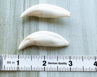 2 Pcs 2inch Coyote Teeth. Big Coyote Teeth.Unilateral Hole/No Hole.Skeleton And Bones.Animals Bones.