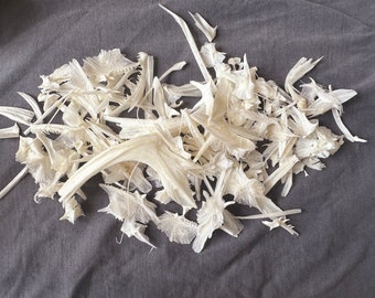 Real Fish Bone Collection: Rustic Craft Supply, Mystery Box (50+ Pieces)