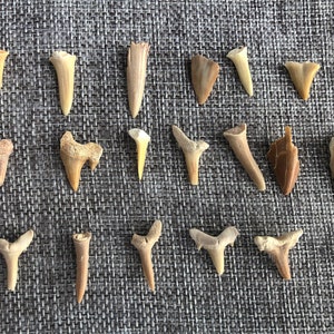 May include: A collection of 20 fossilized shark teeth, ranging in size and shape, displayed on a gray textured surface. The teeth are a light brown color and have a smooth, polished finish.