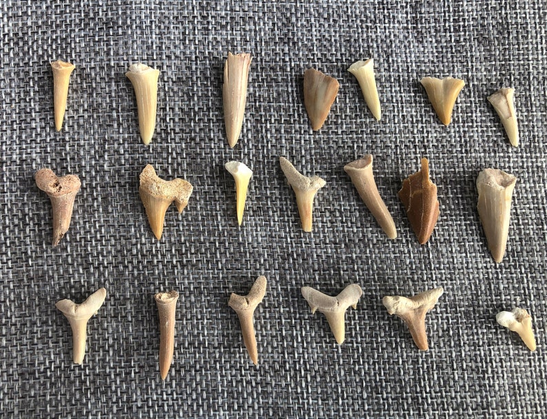 May include: A collection of 20 fossilized shark teeth, ranging in size and shape, displayed on a gray textured surface. The teeth are a light brown color and have a smooth, polished finish.