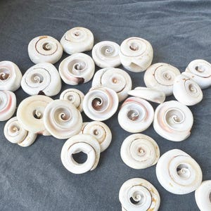 May include: A collection of white and pink seashells with a spiral pattern. The shells are arranged in a random pattern on a gray surface.