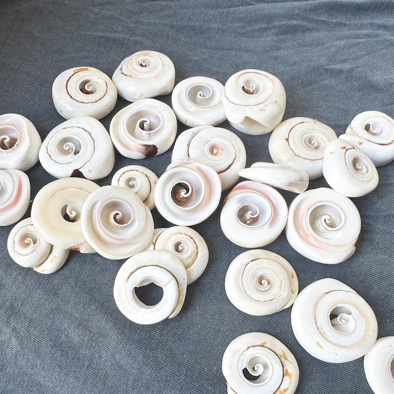 May include: A collection of white and pink seashells with a spiral pattern. The shells are arranged in a random pattern on a gray surface.