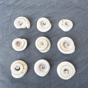 May include: Nine white seashells with a spiral pattern. The shells are arranged in a grid pattern on a gray fabric background.