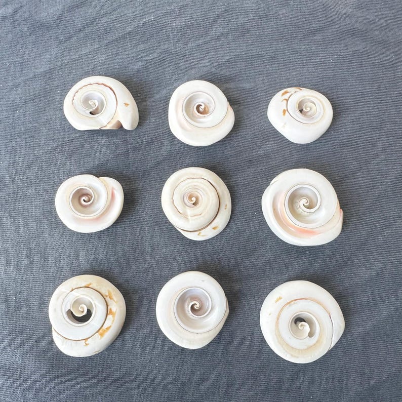 May include: Nine white seashells with a spiral pattern. The shells are arranged in a grid pattern on a gray fabric background.