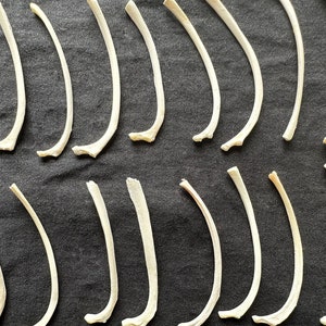 Natural 10 or 20 Fox Ribs, Real Animal Bones,Altar Display.Spell Work,Divination,Witchcraft,Altars, Shrines Tools,Spirituality & Religion.