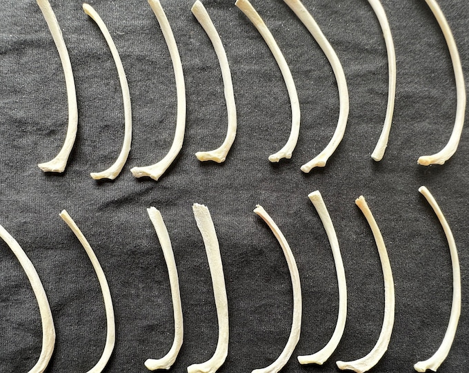 Juvenile Horse Radius and Ulna Bones Real Bone Lot No. 220427-III - Etsy