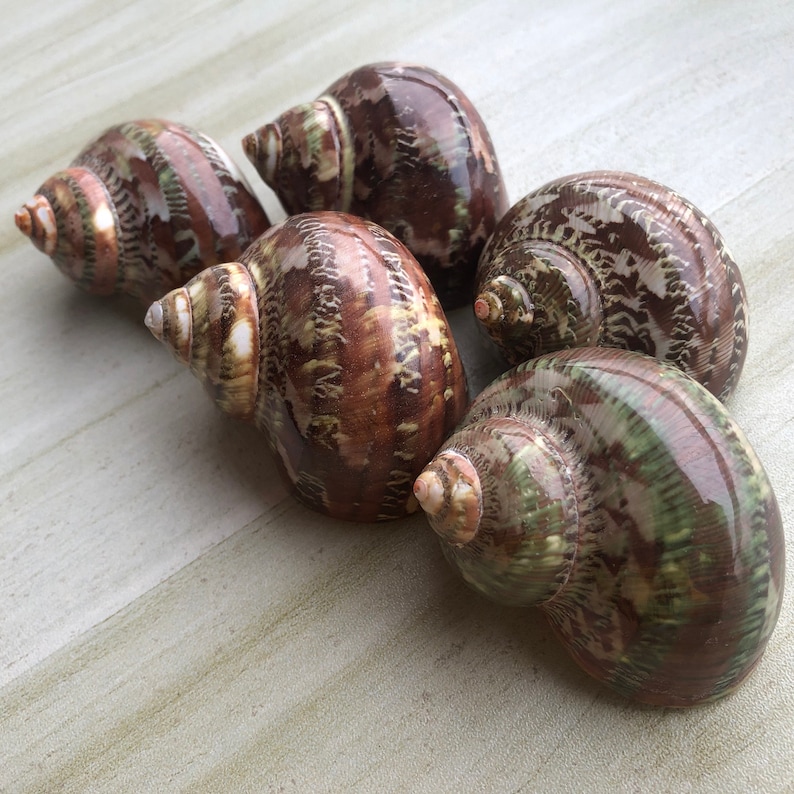May include: Five brown and green seashells with intricate patterns. The shells are arranged in a semi-circle on a light wood surface.