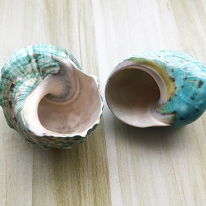 Large Polished Jade Turbo Shell for Hermit Crabs (1 4/5 - 2 1/4 inch) image 5