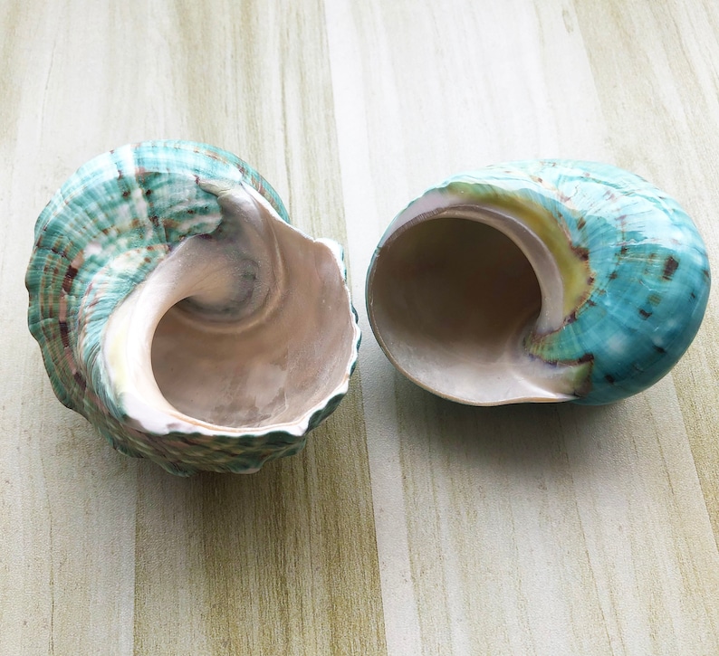 Large Polished Jade Turbo Shell for Hermit Crabs (1 4/5 - 2 1/4 inch) image 5
