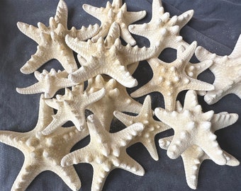 Small Knobby Starfish White 1"-3". Beach Wedding Decor,Bulk Starfish,Seashells.Seashell Crafts ,Starfish Decor.