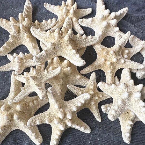 Small Knobby Starfish White 1"-3". Beach Wedding Decor,Bulk Starfish,Seashells.Seashell Crafts ,Starfish Decor.