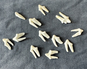 Wholesale! 20-60pcs.0.4inch-0.5inch Fox Teeth. Made Of Real Teeth