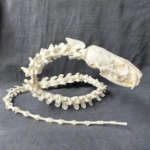 May include: A complete animal skeleton, featuring a skull and articulated spine. The bones are off-white and arranged in a curved, serpentine shape. The skull has visible teeth and eye sockets. The background is a solid gray fabric.