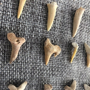 6/10 oz Real Fossil Shark Teeth.Bag of Real Fossil Shark Teeth.shark art,shark lover. image 4