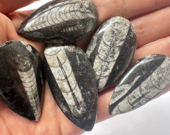 May include: Five polished fossil stones with a teardrop shape. The stones are black and gray with intricate white patterns. The fossils are smooth and appear to be well-preserved, showcasing natural geological formations.