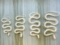 4 Size Real Whole Snake Bone.Include Skull, Spine Vertebrae and Coccyx. Has Bleached and disinfected.Snake Skeleton.Real Skeleton,Real Skull