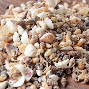 200 Small Natural Seashells: Beach Decor, Shell Crafts (1/3-1/2") - Etsy