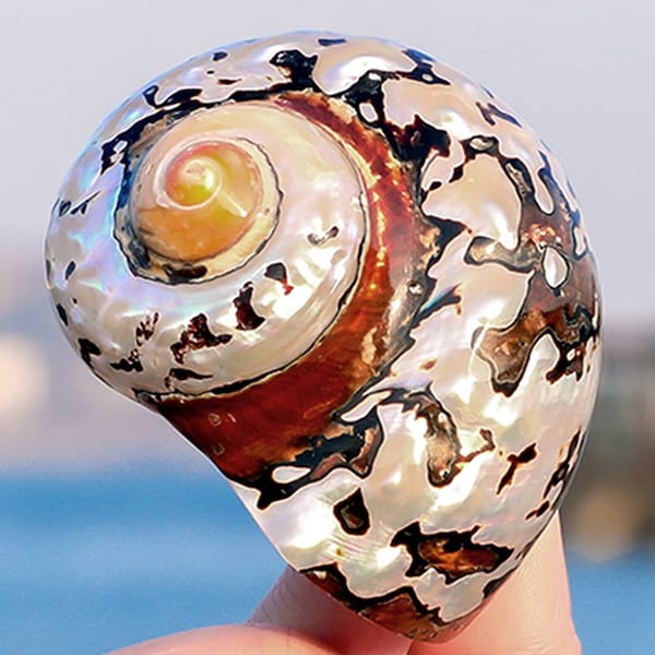 Big Zise South African Turban for Hermit Crabs.1 1/16 - 2 inch Open Size.Large Shell,Polished Turbo.