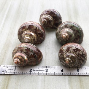 May include: Five brown and green seashells with a white ruler for scale. The ruler is marked in inches.