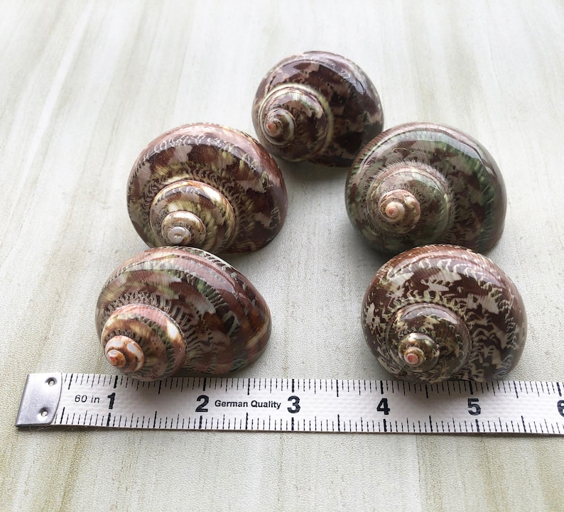 May include: Five brown and green seashells with a white ruler for scale. The ruler is marked in inches.