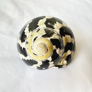 1*Banded Black Silver Pearl Turbo Shells.Hermit crab shell.Growth shell.