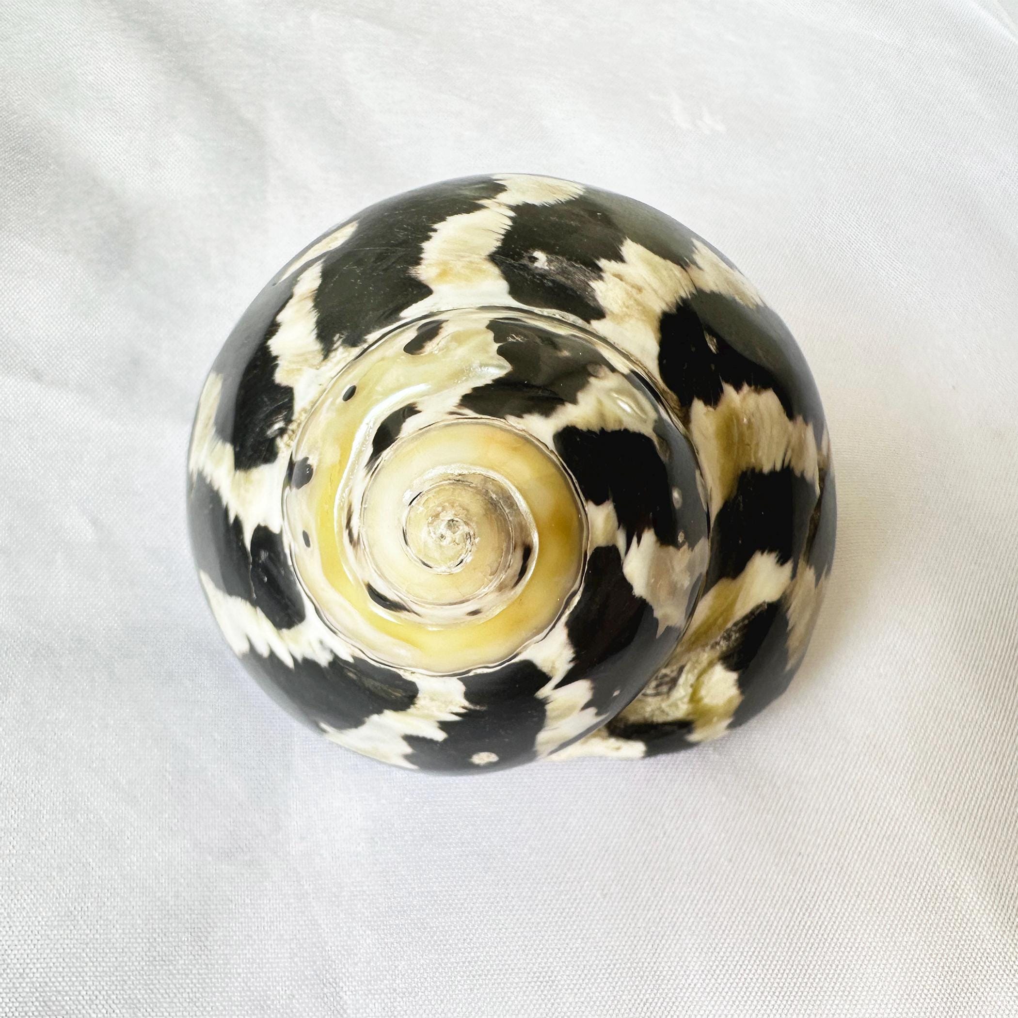 1*banded Black Silver Pearl Turbo Shells.hermit Crab Shell.growth