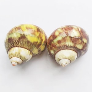 Gold Green Hermit Crab Sea Shell, 4/5&quot; - 1 1/5 &quot; Opening Hole.Growth Shells.Changing Shells.