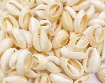 Wholesale 50 -500 Cowrie Shell. Natural Sea Shell, Money Shell Bead, Cut Back No Hole Seashell ,Bulk Shells,Beach. 12mm to 16mm.