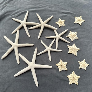 Puede incluir: Una colección de especímenes marinos secos que consta de cinco estrellas de mar grandes de color blanco hueso con cinco puntas y siete dólares de arena más pequeños, texturizados y con forma de estrella, dispuestos sobre tela gris oscuro.