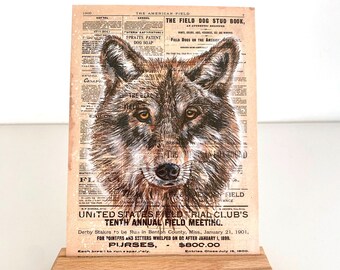 NEW! Postcard Wolf, illustration on historical American hunting newspaper