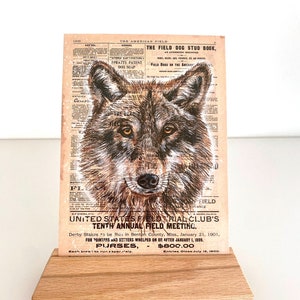 NEU! Postkarte Wolf, Illustration auf historischer amerikanischer Jagdzeitung