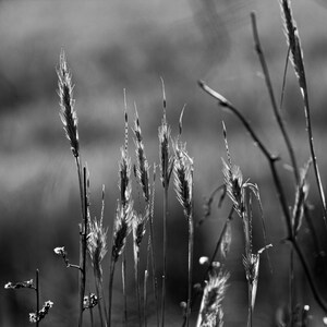 Tall Grass print