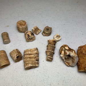 Crinoid Fossils Stems - Geodized (agatized) and mineralized!