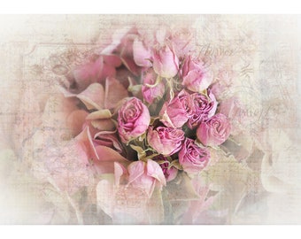Dried Pink Roses Close-Up, French Inspired 11x14 Photo Print
