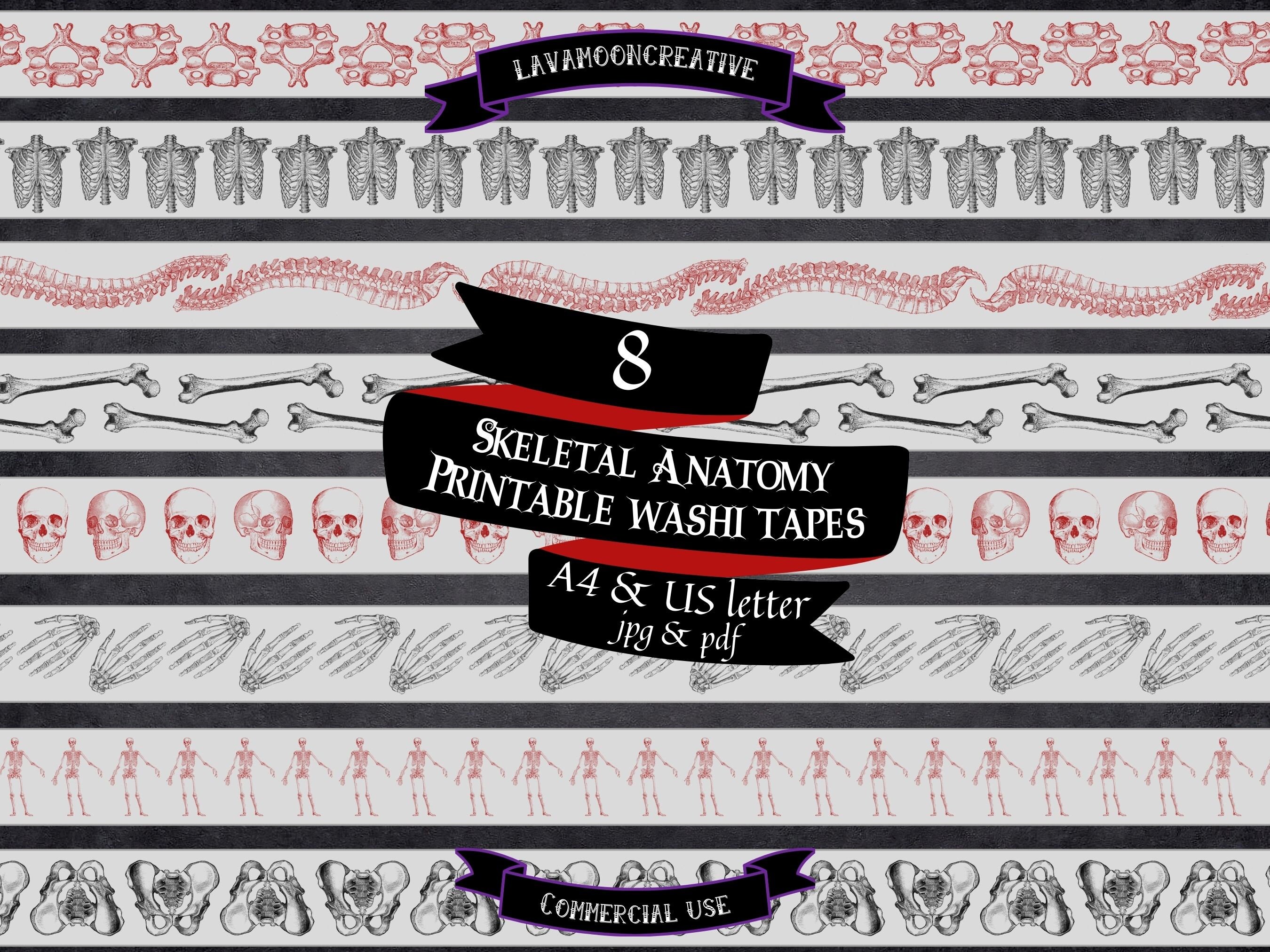 Skeleton Strip Skeletal Anatomy Printable Washi Tape Strips | Bone | Skeleton | Skull ...