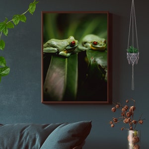 Red Eyed Tree Frog Print | Tropical Rainforest | Wildlife Print | Animal Wall Decor | Poster | Wall Art | Photography | gift | Animal gift