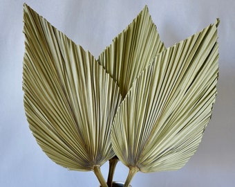 7 PALM LEAVES 24"H | Sun-Dried Palm Frond | Boho Wedding Arch | Safari Baby Shower Decor | Nursery Decor | Beach Wedding Decor | Boho Accent