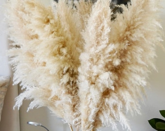 5 Stems Large Dried Pampas Grass (2-4FT): Boho Wedding Decor