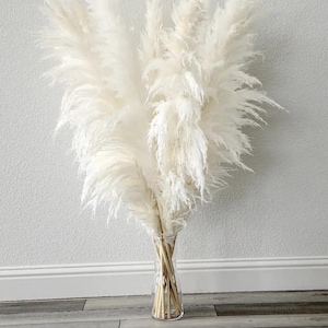 May include: A bouquet of dried pampas grass in a clear glass vase. The pampas grass is white and fluffy, and the vase is tall and slender.