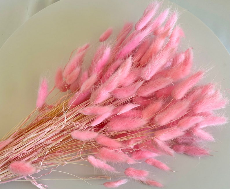 Fleurs séchées ROSE BUNNY TAILS Décoration de mariage bohème Bouquet de mariée Décoration pour baby shower et chambre de bébé Décoration de Pâques Cadeau pour maman image 5