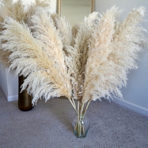 May include: A bouquet of dried pampas grass in a clear glass vase. The vase is sitting on a gray carpet. The pampas grass is a light beige color.