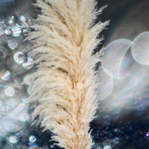 May include: A single, large, fluffy, cream-colored pampas grass plume against a blurred background of iridescent circles.